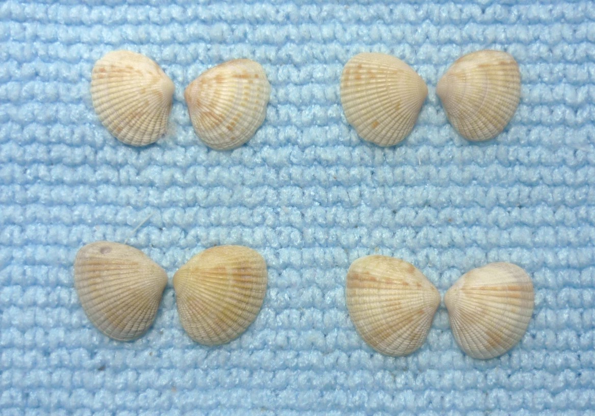 Timoclea ovata